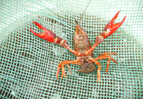 Live crawfish - pre cooked :)